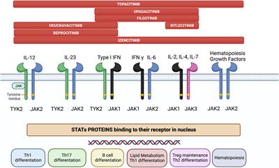 JAK inhibitors: A new dawn for oral therapies in inflammatory bowel diseases